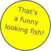 That’s a funny looking fish!
